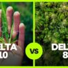Delta 10 vs Delta 8 What’s the Difference