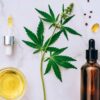 How to Make CBD Oil?