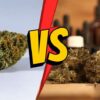 The Differences Between Delta 8 Indica and Sativa Strains