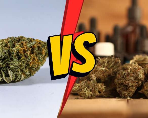 The Differences Between Delta 8 Indica and Sativa Strains