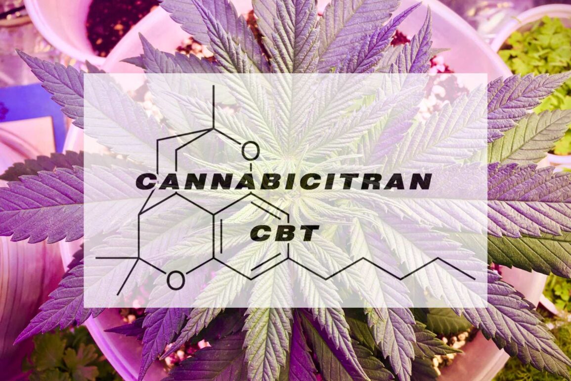 What is CBT (Cannabicitran)