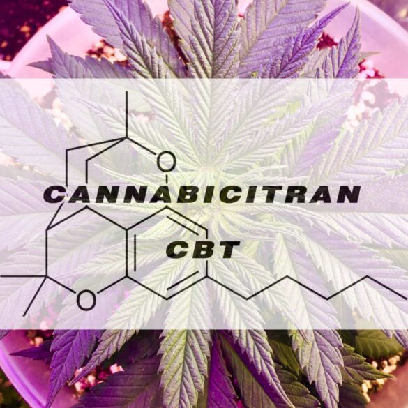 What is CBT (Cannabicitran)