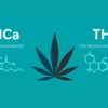 THCA and THC: What's the Difference