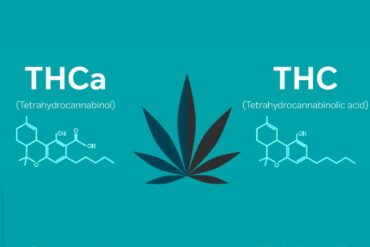 THCA and THC: What's the Difference