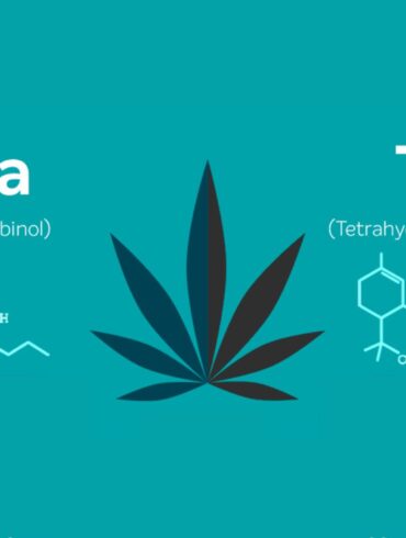 THCA and THC: What's the Difference