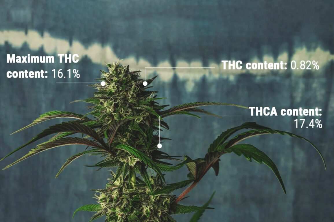 What is a High THCA Percentage?