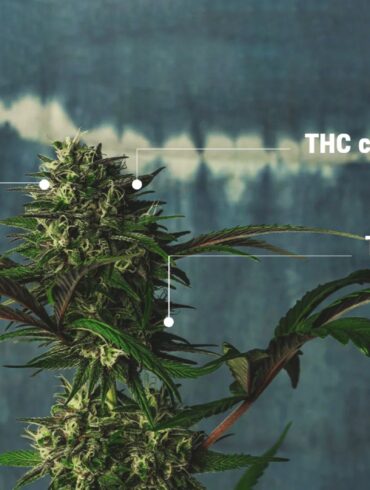 What is a High THCA Percentage?