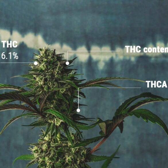 What is a High THCA Percentage?