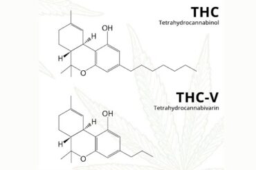 thc-vs-thcv