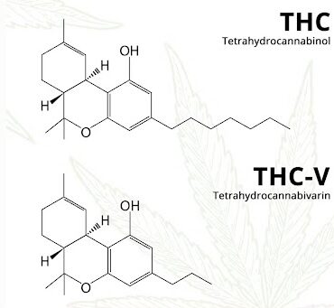 thc-vs-thcv