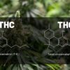 THCP VS THC