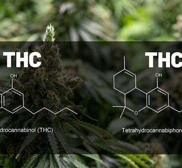 THCP VS THC