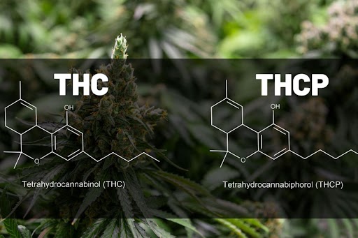 THCP VS THC