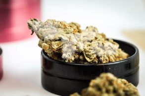 How to Tell If Weed Is Moldy