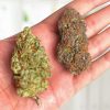 Can You Mix Indica and Sativa Strains