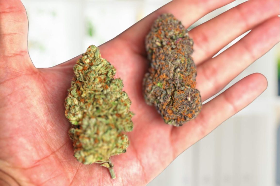 Can You Mix Indica and Sativa Strains