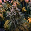 What Does OG Stand for in Cannabis Strain Names