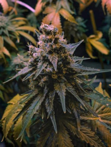 What Does OG Stand for in Cannabis Strain Names